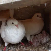 کبوتر پشتکی به همراه جوجه