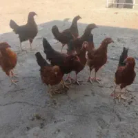 تعداد ۲۰تا مرغ