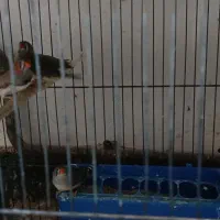 فنج مولد|پرنده|شاهین دژ, |دیوار