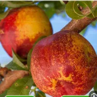 باسلام برای بسته بندی شلی نیازمند کارگر هستیم