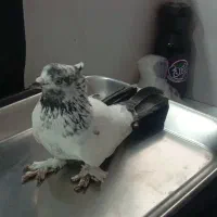 پرنده