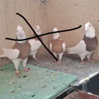 طوقی  نر سرخ خال سیاه|پرنده|بروجرد, |دیوار