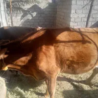 هردوتا بخورجنس خوب|حیوانات مزرعه|گنبکی, |دیوار