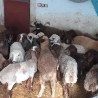 میش با بره ماده