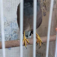 عروس هلندی و مینا|پرنده|گلبهار, شهر جدید گلبهار|دیوار