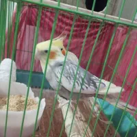 یک جفت عروس هلندی روی تخم|پرنده|عنبرآباد, |دیوار