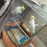 عروس هلندی جفت نرو ماده