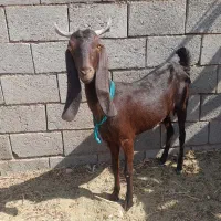 یک عددبز|حیوانات مزرعه|بردسکن, |دیوار