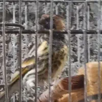 سهره|پرنده|امیدیه, |دیوار