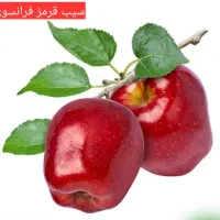 نهالستان رویان نهال (فروش ویژه انواع نهال)