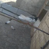 کفتر رنگی|پرنده|قم, نوبهار|دیوار