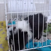 همستر|موش و خرگوش|نیشابور, خط کاشمر|دیوار