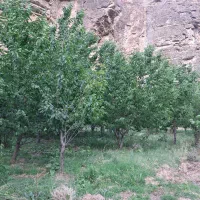 باغ فروشی در سد کارده دره ال ۱۵۰۰ متری|فروش خانه و ویلا|مشهد, کارده|دیوار