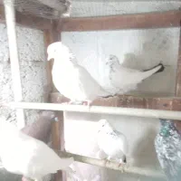 کبوتر|پرنده|رشت, بلوار گیلان|دیوار