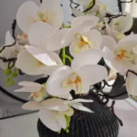 گل ارکیده ناب ناب|گل و گیاه طبیعی|شاهین‌شهر, فردوسی|دیوار