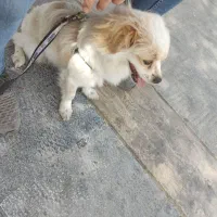 واگذاری سگ|سگ|یزد, |دیوار