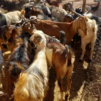 بزغاله فروشی|حیوانات مزرعه|کوهدشت, |دیوار