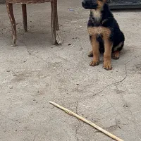 توله ماده ژرمن