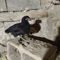 نیمچه خروس زینتی