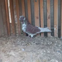 فروش کفتر پرشی خال قرمز