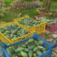 میوه فوجی تازه خوش طعم ،کیلویی ۱۰۰ تمن|خوردنی و آشامیدنی|رشت, بوسار|دیوار