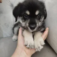 فروش سگ|سگ|تهران, شهرک ولیعصر جنوبی|دیوار