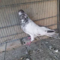 سلام چند عددکبوتر فروشی سالم