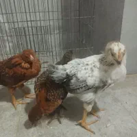 مرغ و خروس و جوجه محلی بزرگ