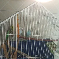 سه تا مرغ عشق|پرنده|تهران, امامت|دیوار