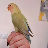 جوجه کوتوله سخنگو خوشمزه های دوس داشتنی کوچولو
