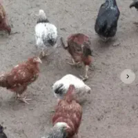 نمیچه ۴ ماهه