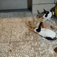 خرگوش جفت