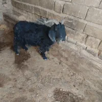 بزفروشی|حیوانات مزرعه|دورود, |دیوار