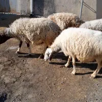 ۵ راس شک شیره دار ابستن