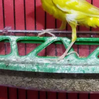 جفت قناری نر ماده|پرنده|اردبیل, |دیوار