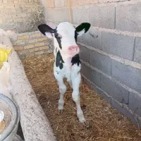 دوراس گوساله نر
