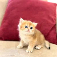 بریتیش گلد ny12 ماده