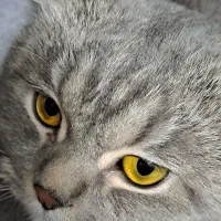 واگذاری گربه