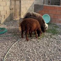 یک راس دوقلو بره ها نر و سه  راس بره نر کردستانی ا