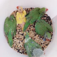 جوجه سرلاکی ملنگو|پرنده|بندر کنگان, |دیوار