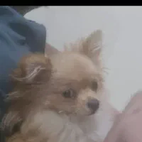 این سگ اسمش تی تی و سرقت شده|حیوانات|تهران, مظاهری|دیوار