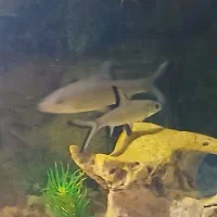 Sliver Sh-ark|ماهیگیری|یزد, |دیوار