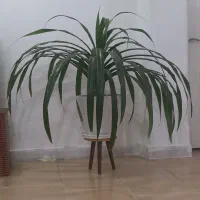 گل پاندانوس بزرگ