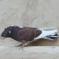 کفتر عتیقه