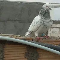 کبوتر دورگ پلاکی و رنگی|پرنده|اندیمشک, |دیوار