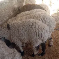 بره نر