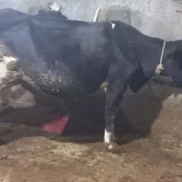 گاوه هولشتان با گوساله بزرگ|حیوانات مزرعه|هشترود, |دیوار