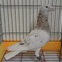 کبوتر رنگی|پرنده|آمل, |دیوار