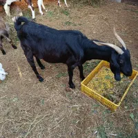 دوعددبز دو وسه قلوزا|حیوانات مزرعه|جم, |دیوار