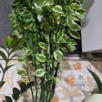گل و گیاه آپارتمانی و ویلایی